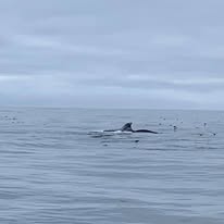 66860834_2362124774006350_5776579649882554368_n